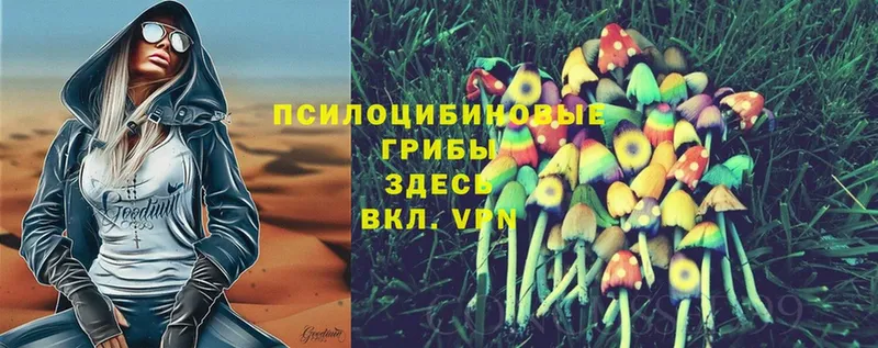 omg вход  Болгар  Галлюциногенные грибы Cubensis 